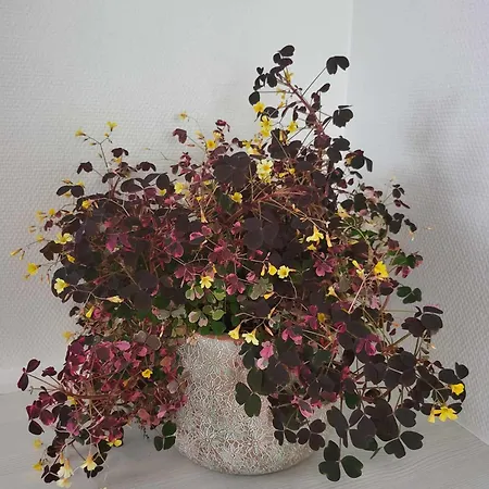 Appartement Charmerende Villalejlighed Pa 80 Kvm Inklusiv Gardhave